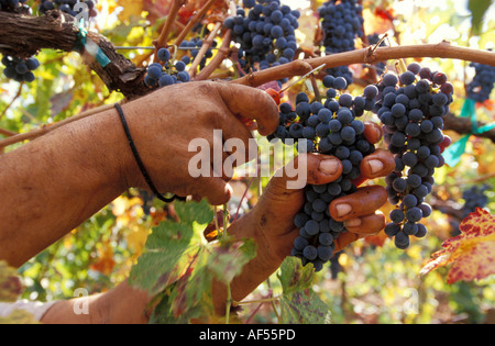 Close-up of a person's hands raisins élagage Banque D'Images