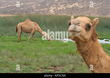 Camel dans l'eau l'alimentation pendant la campagne Kharif ou Mousson d'Oman Le sud d'Oman Banque D'Images