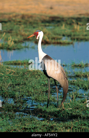 Grue Caronculée alerte debout tout en se nourrissant dans le delta de l'Okavango au Botswana Afrique du Sud Banque D'Images