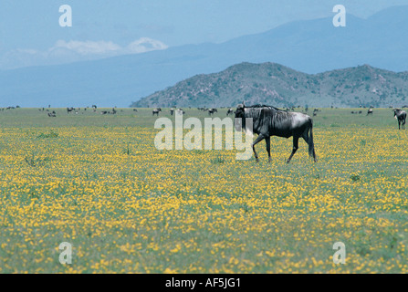 Le gnou mâle bull parmi les fleurs jaunes sur l'herbe plaines de Serengeti National Park Tanzanie Afrique de l'Est Banque D'Images