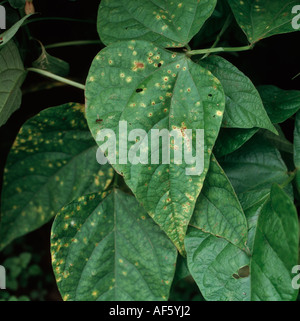 Haricot Phaseolus rouille Uromyces appendiculatus pustules sur la surface supérieure des feuilles de haricots verts Banque D'Images