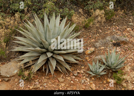 L'agave, Agave parryi Siècle, plantes, Coconino National Forest, Arizona Banque D'Images