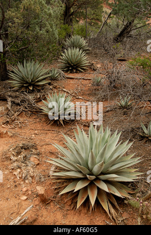 L'agave, Agave parryi Siècle, plantes, Coconino National Forest, Arizona Banque D'Images