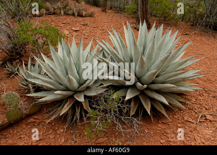 L'agave, Agave parryi Siècle, plantes, Coconino National Forest, Arizona Banque D'Images