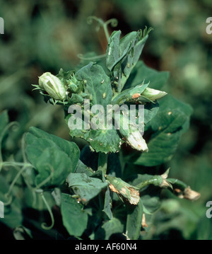 Puceron du pois Acyrthosiphon pisi infestation sur la floraison des plantes de pois Banque D'Images