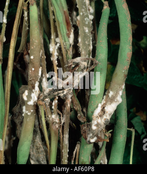 Pourriture de la tige Sclerotinia sclerotiorum sur vert Phaseolus bean pods et la tige Banque D'Images