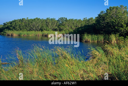 Grands roseaux le long de la rive de l'étang de la faune abri Eco, le Parc National des Everglades, en Floride. Banque D'Images