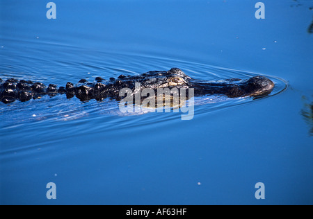 Alligator nage tranquillement dans les eaux du bassin bleu Sentier Anihinga le Parc National des Everglades en Floride Banque D'Images