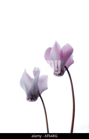 Deux fleurs de Cyclamen sur un fond blanc. Banque D'Images