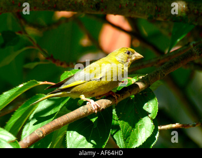 Verdier mâle se percher dans Cherry Tree in Garden dans Cheshire Angleterre Banque D'Images