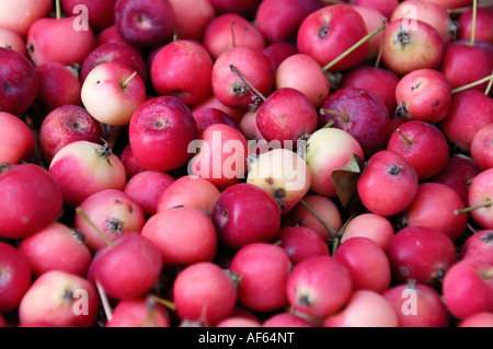 Pile de paradis rouge fond Pommes Pommes de crabe Banque D'Images