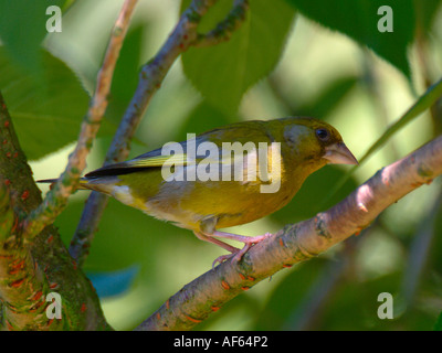 Verdier mâle se percher dans Cherry Tree in Garden dans Cheshire Angleterre Banque D'Images