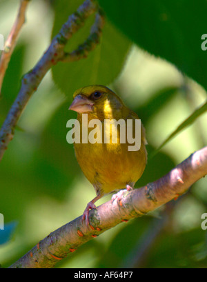 Verdier mâle se percher dans Cherry Tree in Garden dans Cheshire Angleterre Banque D'Images