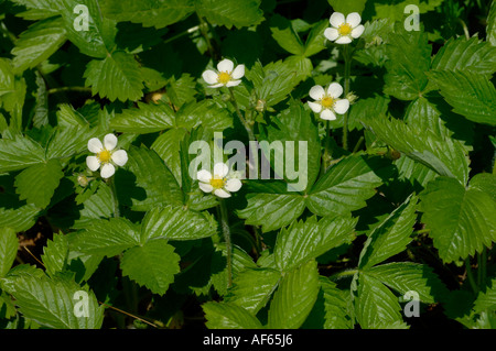 Fraisier Fragaria vesca plantes à fleurs Banque D'Images