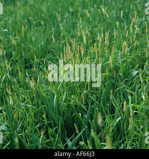 Blackgrass Alopecurus myosuroides floraison dans une récolte de blé à GS 35 Banque D'Images