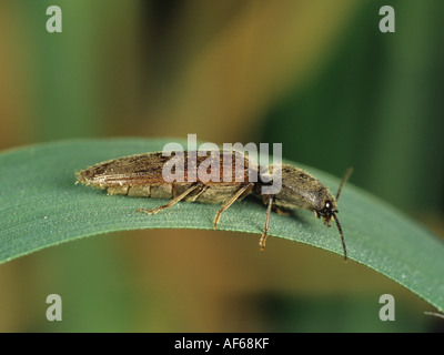 Cliquez sur beetle ou insecte adulte taupin Agriotes sp sur une feuille Banque D'Images