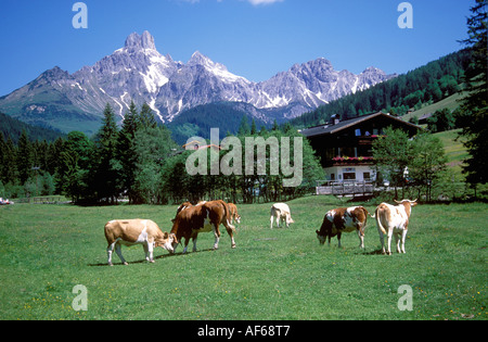 Vaches alpines dans cadre pittoresque près de Filzmoos Banque D'Images