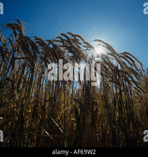 L'orge Mûres épis dans silouette contre la fin de l'après-midi soleil et ciel bleu Banque D'Images