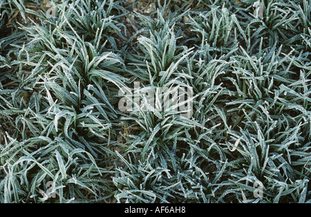 Jeunes plants d'orge par un froid matin d'hiver glacial Banque D'Images