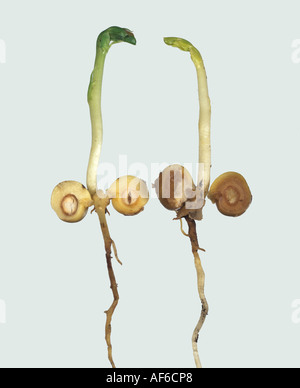 Dommages au cœur creux illustré à la germination des graines fendues en deux Banque D'Images