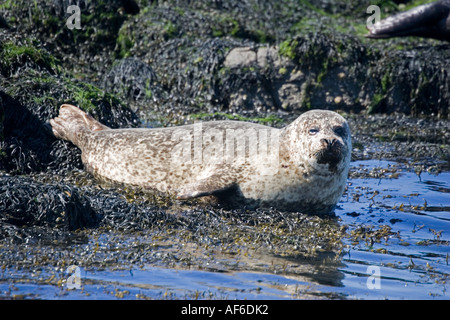 Phoque commun Phoca vitulina ou prendre un bain de soleil au large de l'île de Mull Ecosse UK Banque D'Images