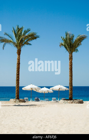 Vue verticale de vide chaises longues et parasols sur une plage de sable blanc tropicales avec deux palmiers. Banque D'Images