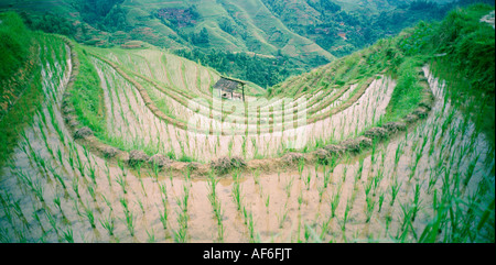 World Travel. La belle nature de riz chinois Longji terrasses dans Lonsheng près de Guilin Guangxi en Chine en Asie. Culture Voyage aventure Banque D'Images