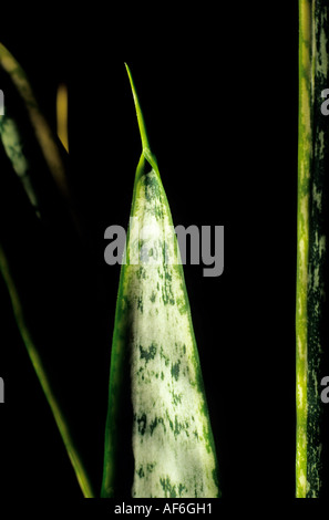 Sansevieria plante Banque D'Images