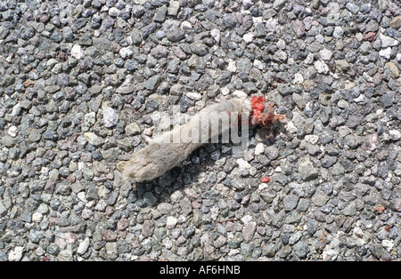 Patte de lapin coupé sur l'autoroute Banque D'Images