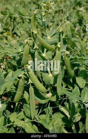 Petits pois en gousse peu avant la main dans le pod Banque D'Images