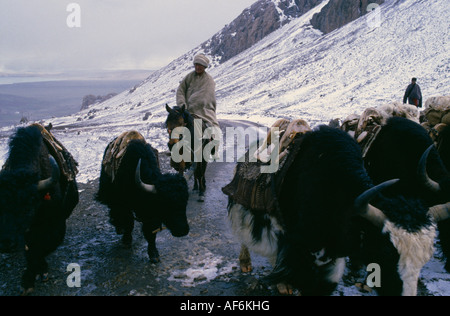 Chine Tibet Himalaya, près de Nam Tso Lake cavaliers nomades avec des yaks sur la haute route de montagne dans la neige. Banque D'Images