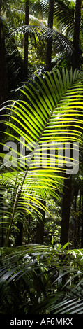 La Gold Coast Queensland Australie Banque D'Images