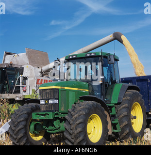 Rendmt Lexion Claas s'acquitter de grains de maïs d'une remorque Banque D'Images