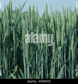 Close up de récolte de blé en début de l'oreille Banque D'Images