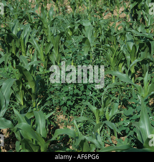 Poule gras Chenopodium album de mauvaises herbes en fleurs dans les jeunes cultures de maïs ou de maïs Banque D'Images