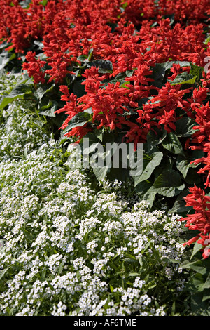 Lit de la salvia splendens Sauge écarlate avec sweet alyssum Alyssum maritimum variété blanche Little Dorrit Banque D'Images