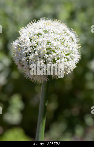 L'Oignon Allium fleurs d'allé au Pays de Galles de semences des cultures UK Banque D'Images