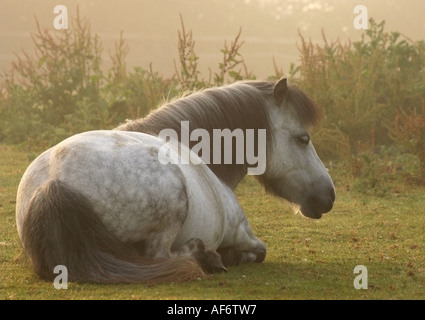 Poney gris pommelé couchés dans un enclos sur un matin brumeux Banque D'Images