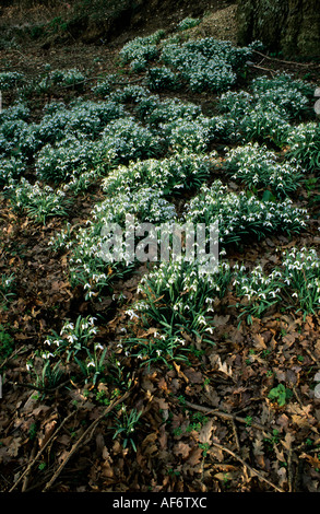 Tapis de perce-neige l'étage d'un English woodland en hiver Banque D'Images