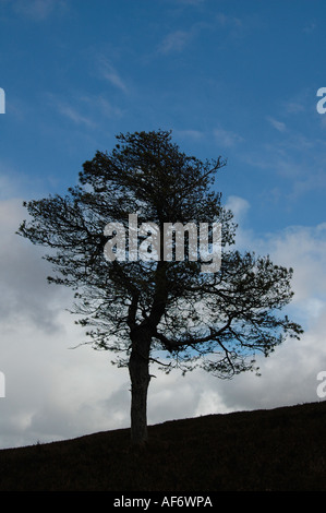 Pin sylvestre Pinus sylvestris sur heather moor land hill Banque D'Images