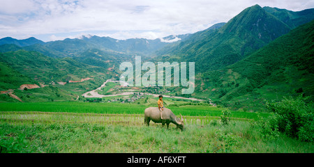 Enfant sur une eau bufallo à sapa au Vietnam du Nord en Extrême-Orient asie du sud-est. l'enfance personnes nature paysage vie vie voyage animaux Banque D'Images