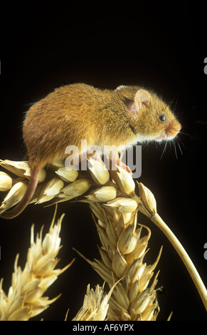 La souris sur la récolte de blé de l'oreille Banque D'Images