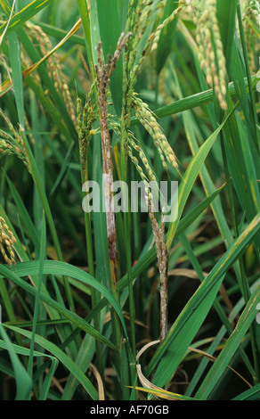 Sarocladium oryzae pourriture gaine sur le cou de la feuille étendard récolte passer dans l'oreille Banque D'Images
