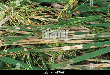 Gaine de riz blight, Rhizoctonia solani, lésions sur introduites dans l'oreille des cultures de riz Banque D'Images