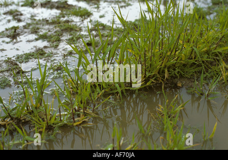 Jeunes plants d'orge et les mauvaises herbes dans l'eau après de fortes pluies Banque D'Images