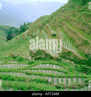 World Travel. L'Logji ou des terrasses de riz dans le comté de Longsheng près de Gulin à Guangxi en Chine en Asie de l'Est. Culture Voyage aventure Banque D'Images