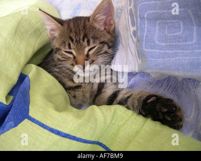 Close-up of cute kitten tabby à l'intérieur. Banque D'Images