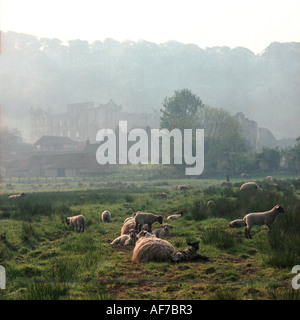 United Kingdom. L'Angleterre. Yorkshire Dales. Les moutons dans les pâturages et la vue de Rievaulx Abbey ruins et bâtiments agricoles à travers la brume. Banque D'Images