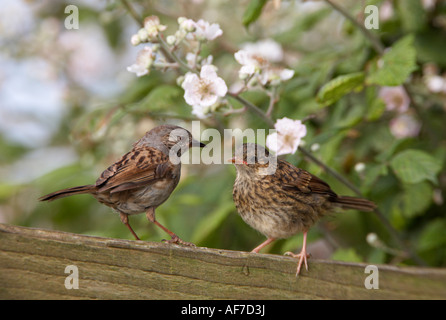 Alimentation nid oisillons (Prunella modularis) Banque D'Images