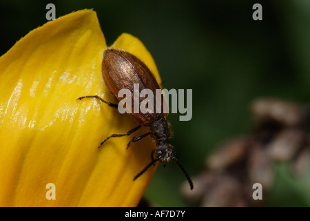 Darkling Beetle Lagria hirta) (sur une fleur Banque D'Images